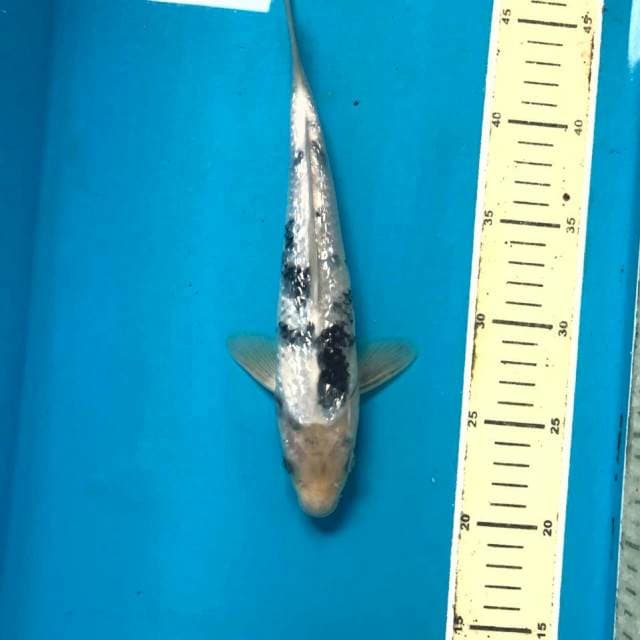 Shiro ginrin, 26 cm