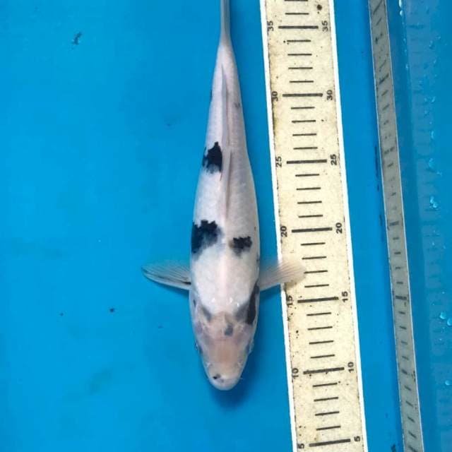 Shiro, 29 cm