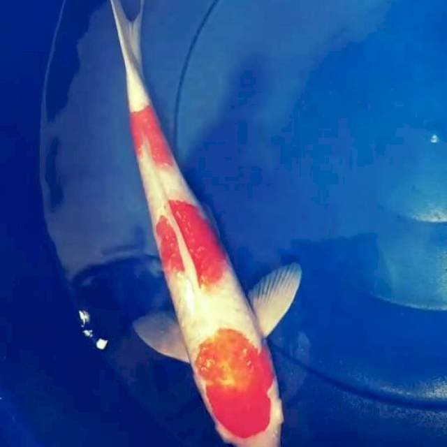 KOHAKU GHINRIN FULL BANGET