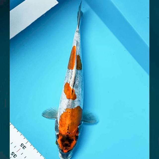 Benikiko 34cm