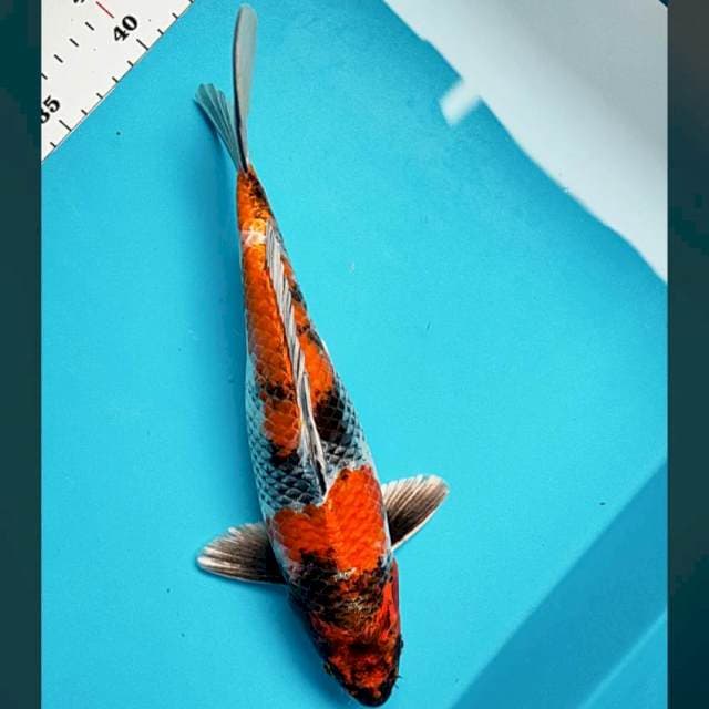 Kin showa strong 30cm male