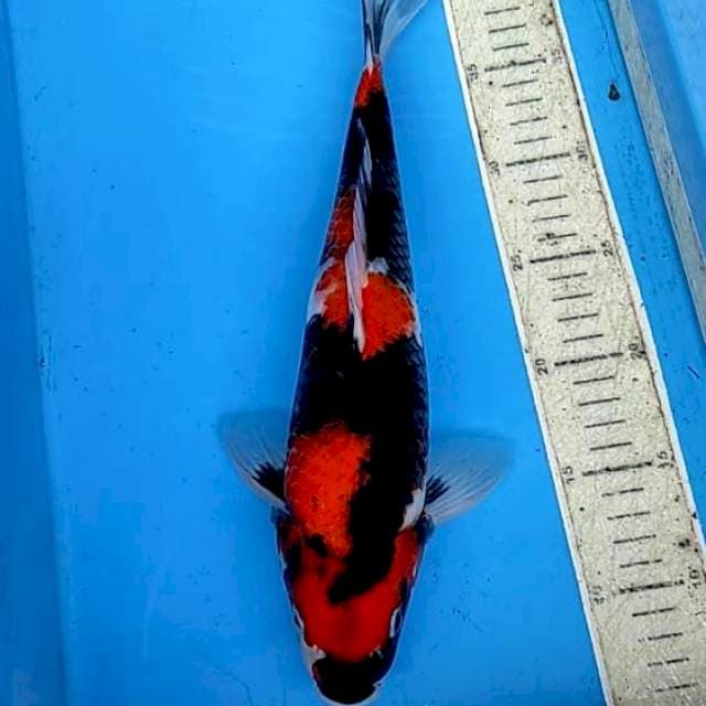 Showa 37cm