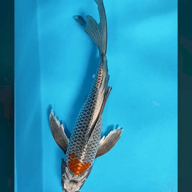 Kumpay matsuba 35cm male