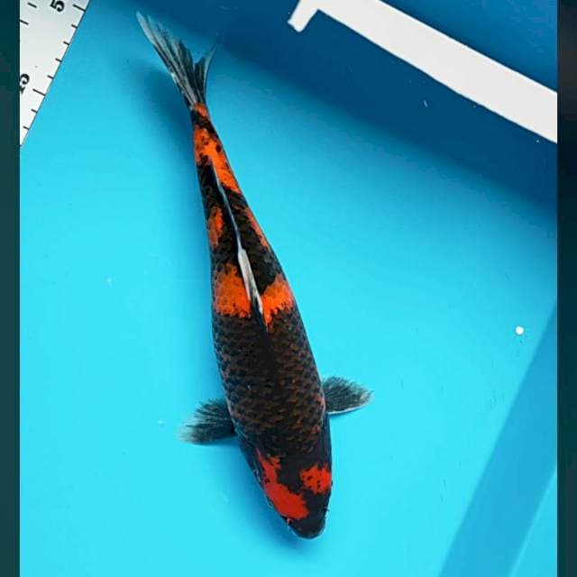 Beauty showa 29cm
