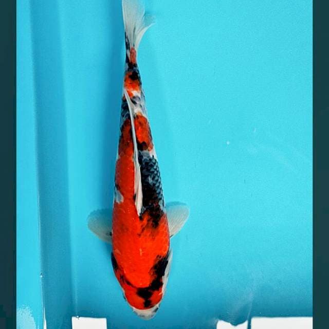 Showa strong 30cm