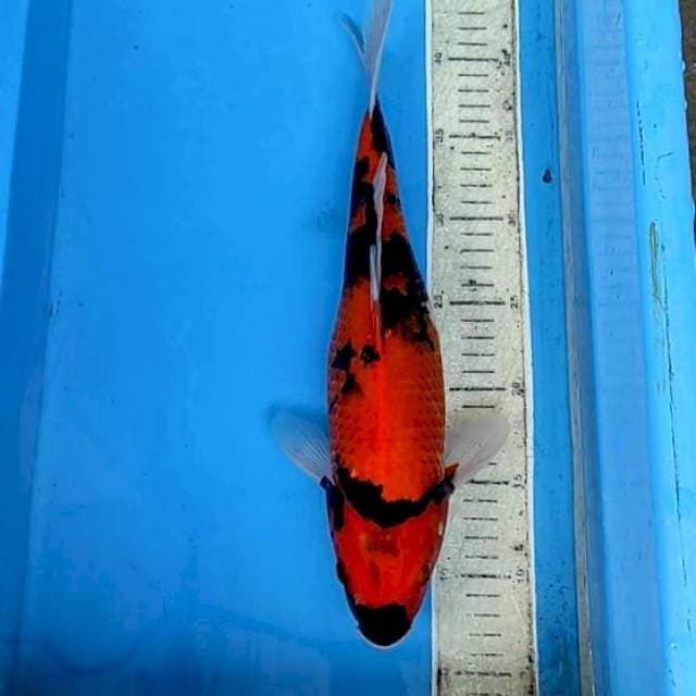 Hi Showa 37 cm