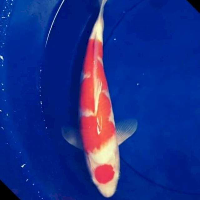 KOHAKU PUNUK