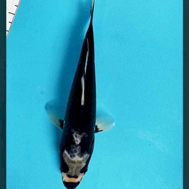 Minion karashu 21cm
