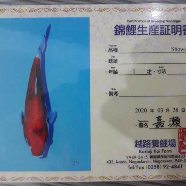 Showa doit, 20cm