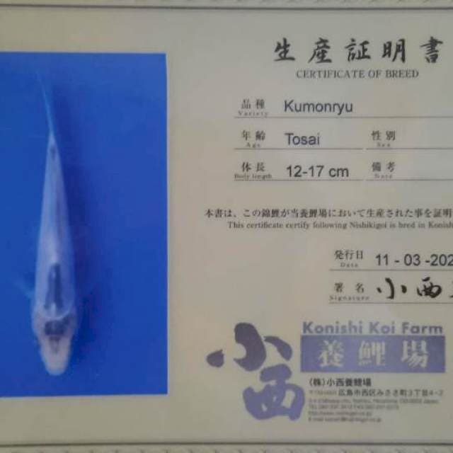 Kumonryu, Konishi, 20cm