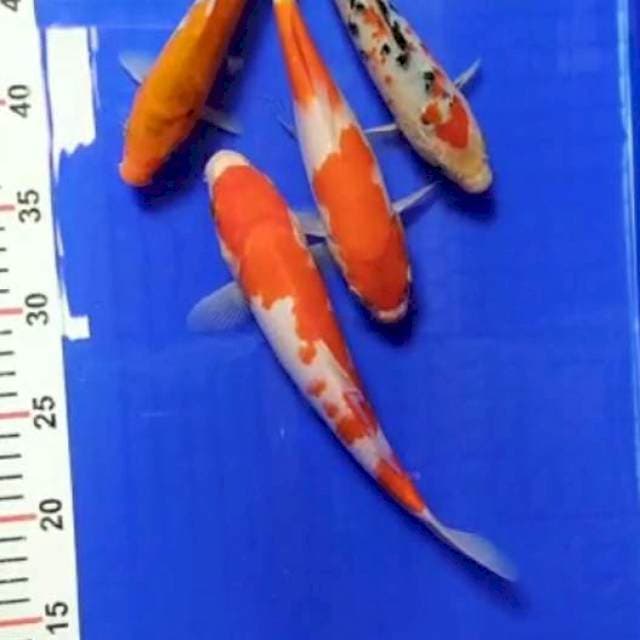 Mix18-25cm