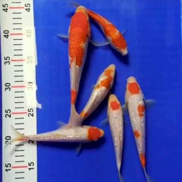 Mix ginrin 17-23cm