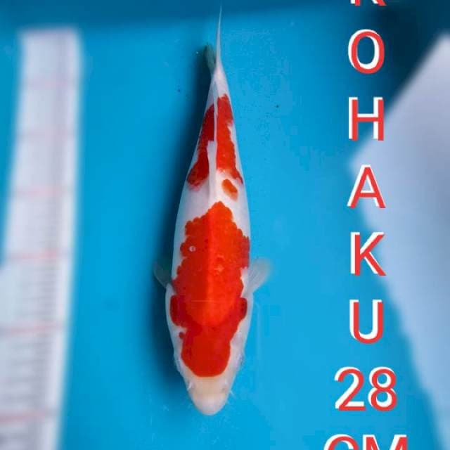 KOHAKU 28CM JOS๐ฎ๐ฉ๐๐ฒ๐จ๐