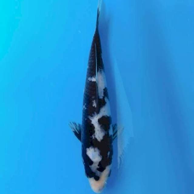 Shiro deep Sumi