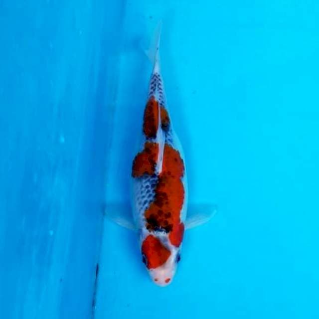 RED GOSHIKI 23 CM