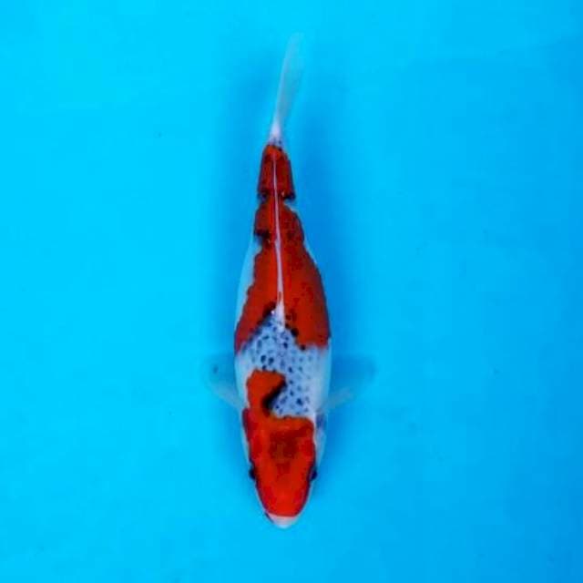 RED GOSHIKI 22 CM