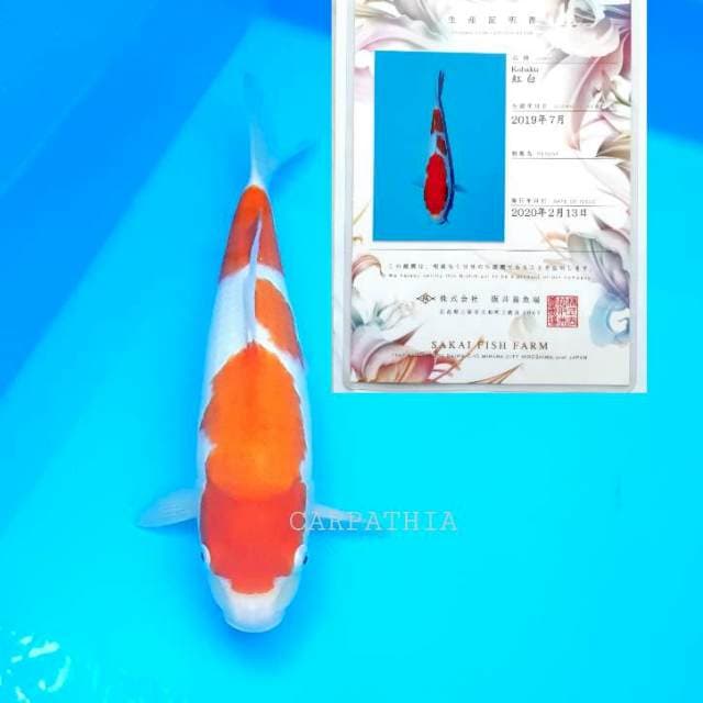 Kohaku 38 cm