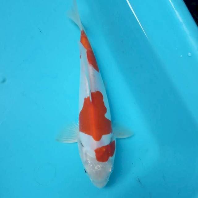 Doitsu 19cm