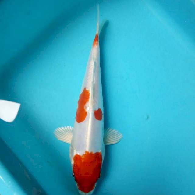 Kohaku hikari 3 step 20cm