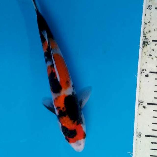 Showa26cm
