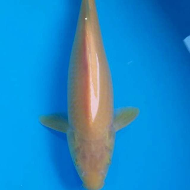 Karashi 37cm
