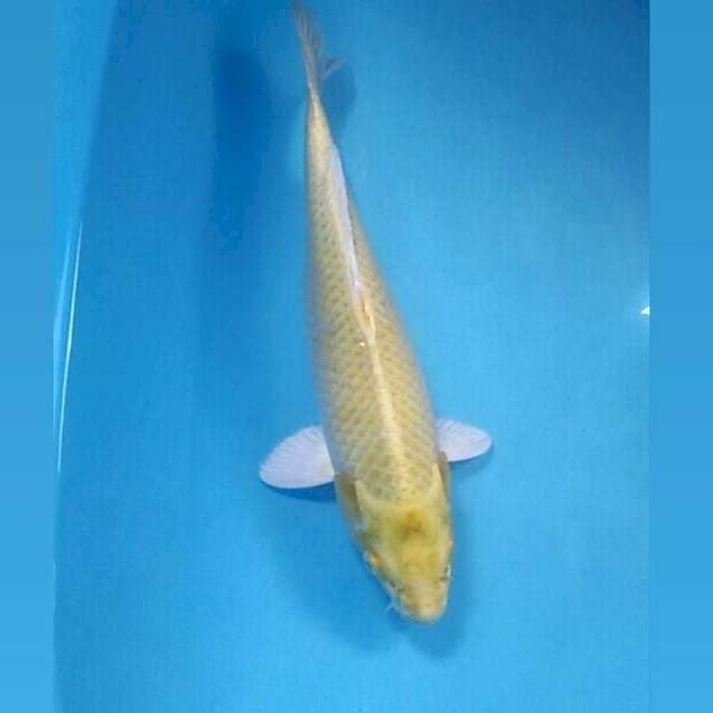 Yamabuki Ogon, 32 cm