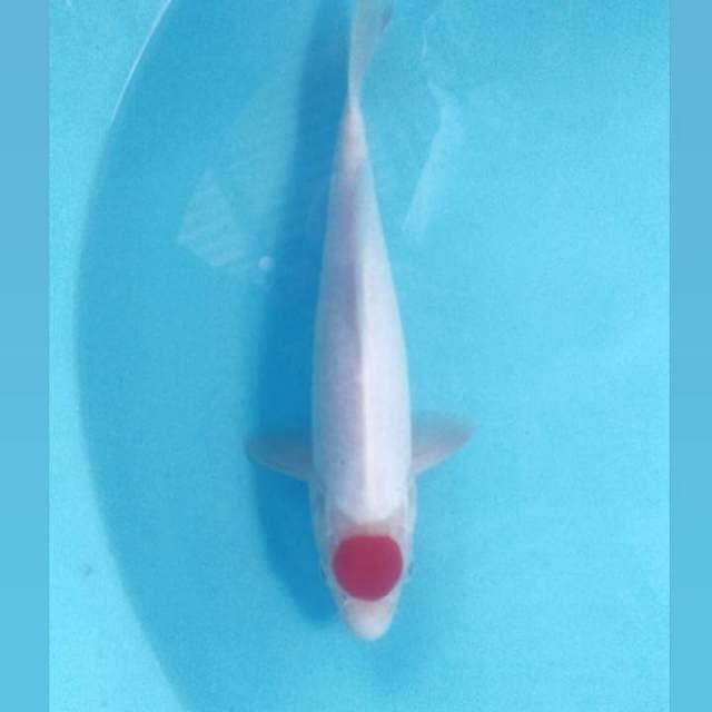 Tancho Kohaku, male 29 cm