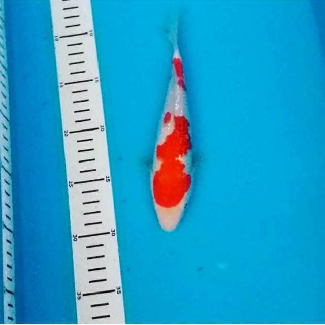 Kohaku ginrin