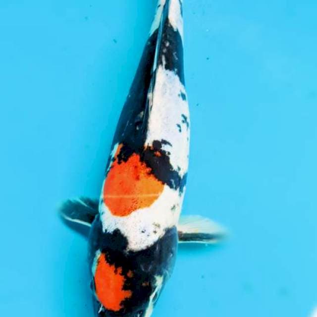 Showa doidsu size 26cm