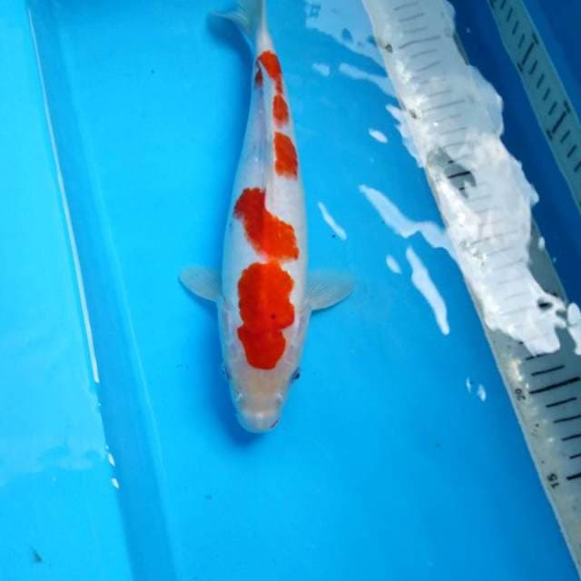 Sanke male 31cm