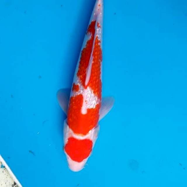 Kohaku gindrin 27cm