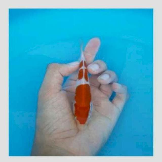 Di lelang ulang kohaku original 15cm superr