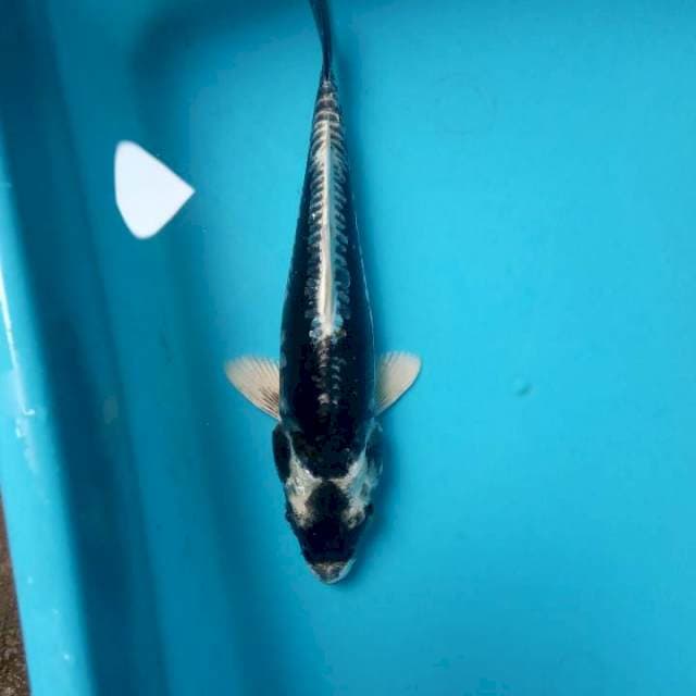 Kabuto 22cm