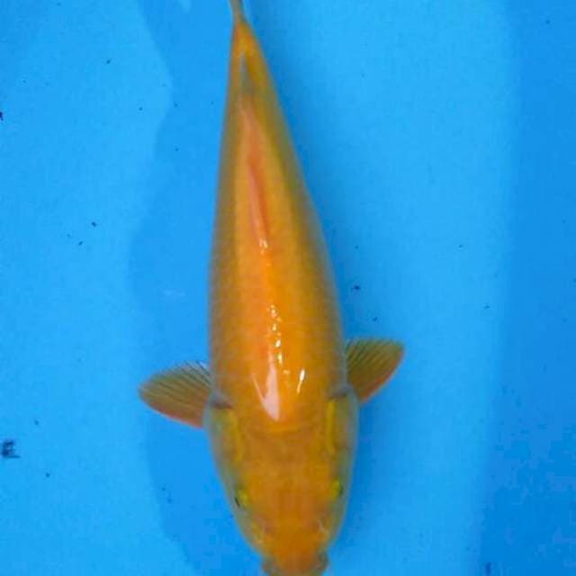 Karashi33cm