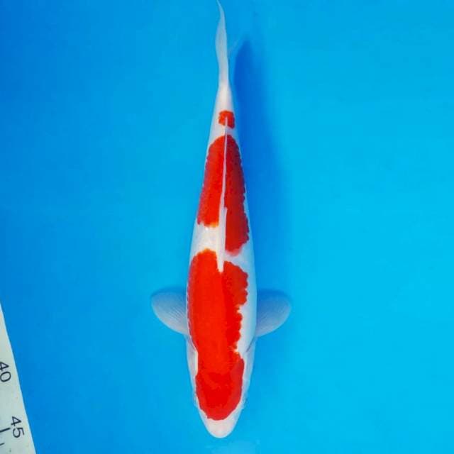 KENZEI 8 ~ KOHAKU 3 STEPS ™
