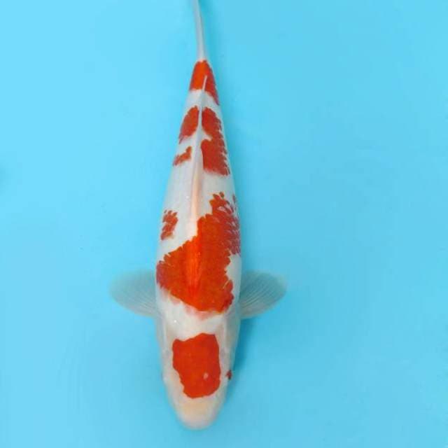YORA 1 - KOHAKU KANOKO