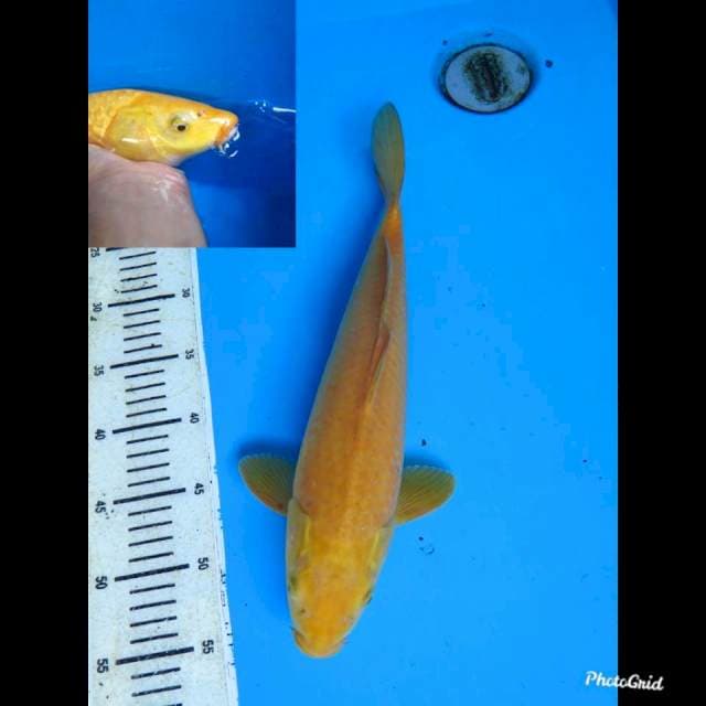 28cm male , Karashigoi