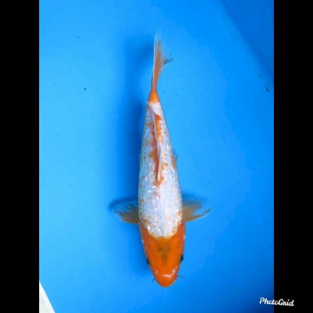 28cm Male , Yuki Kanoko Ginrin Antik