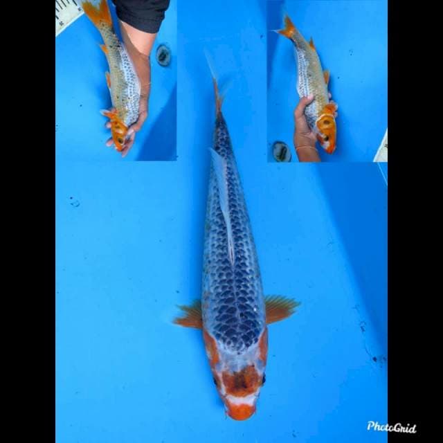 33cm male , Maruten Asagi Original