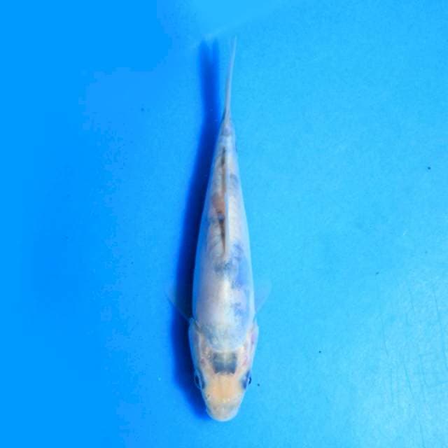 Doitsu shiro f1 good one koi