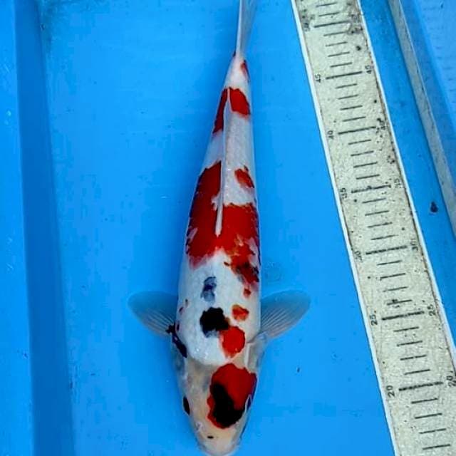 Showa 38cm
