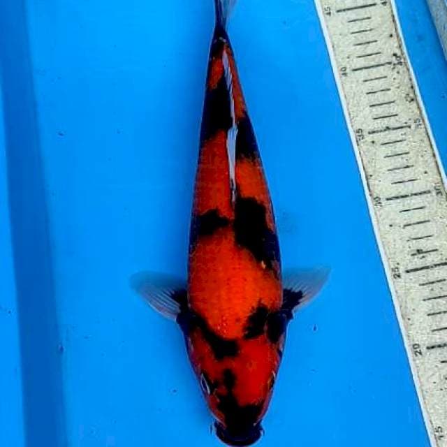 Hi Showa 35cm