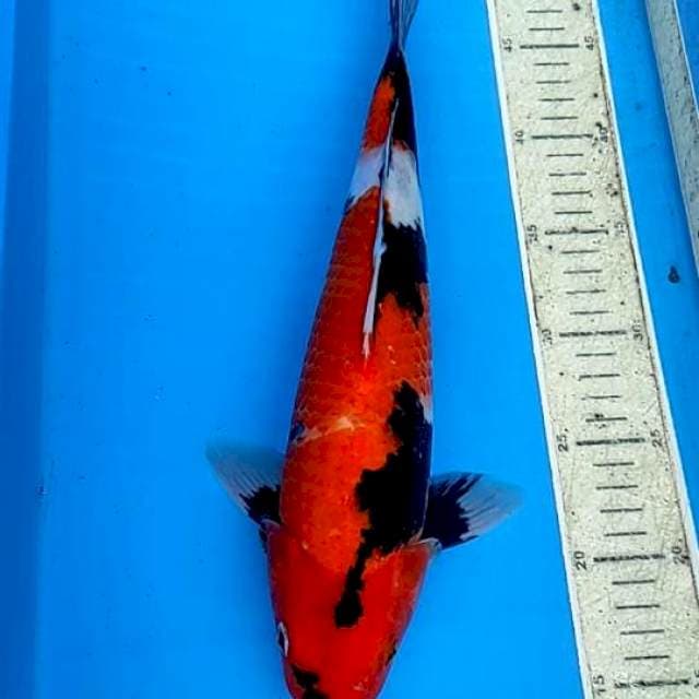 Showa 38cm