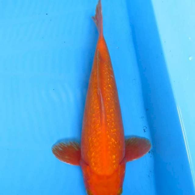 33cm , Benigoi Ginrin + , No Bocor