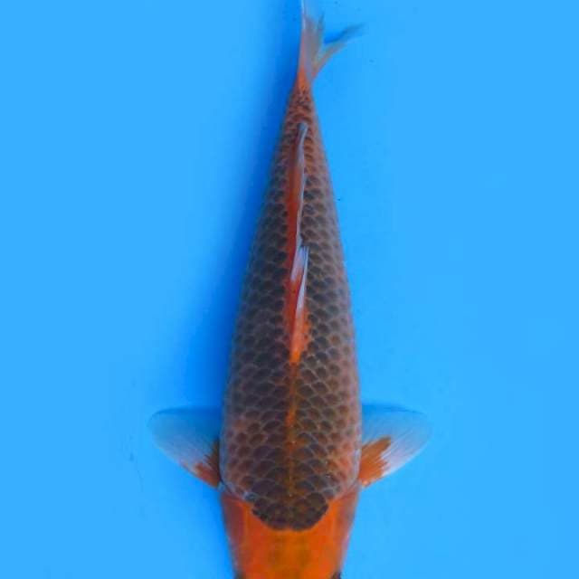 37cm , Aka Matsuba