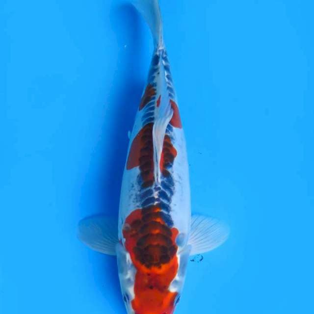 32cm , Super Benikiko