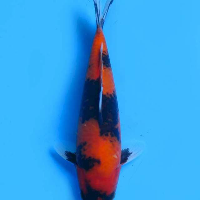 22cm , Hi Showa Mutogoro Kupu