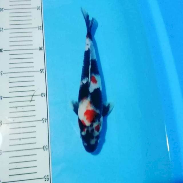 Kindai showa 29 cm