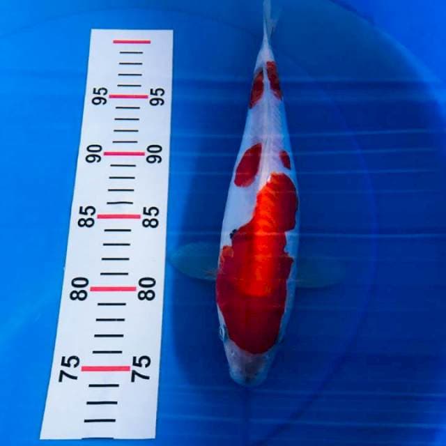 Kohaku Doit 28cm