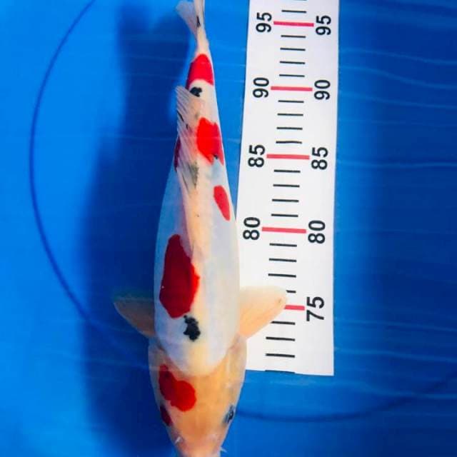 Sanke Doit (32cm)
